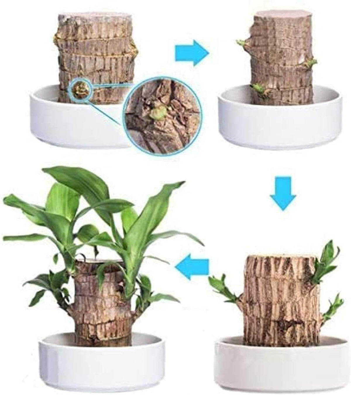 Brazilian Wood Plant V31581