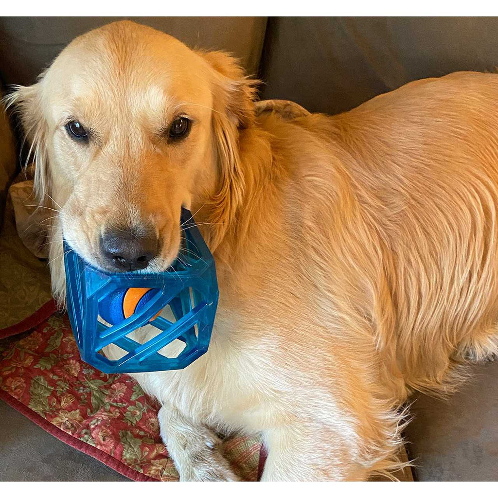 Interactive Dog Puzzle Toy G88498