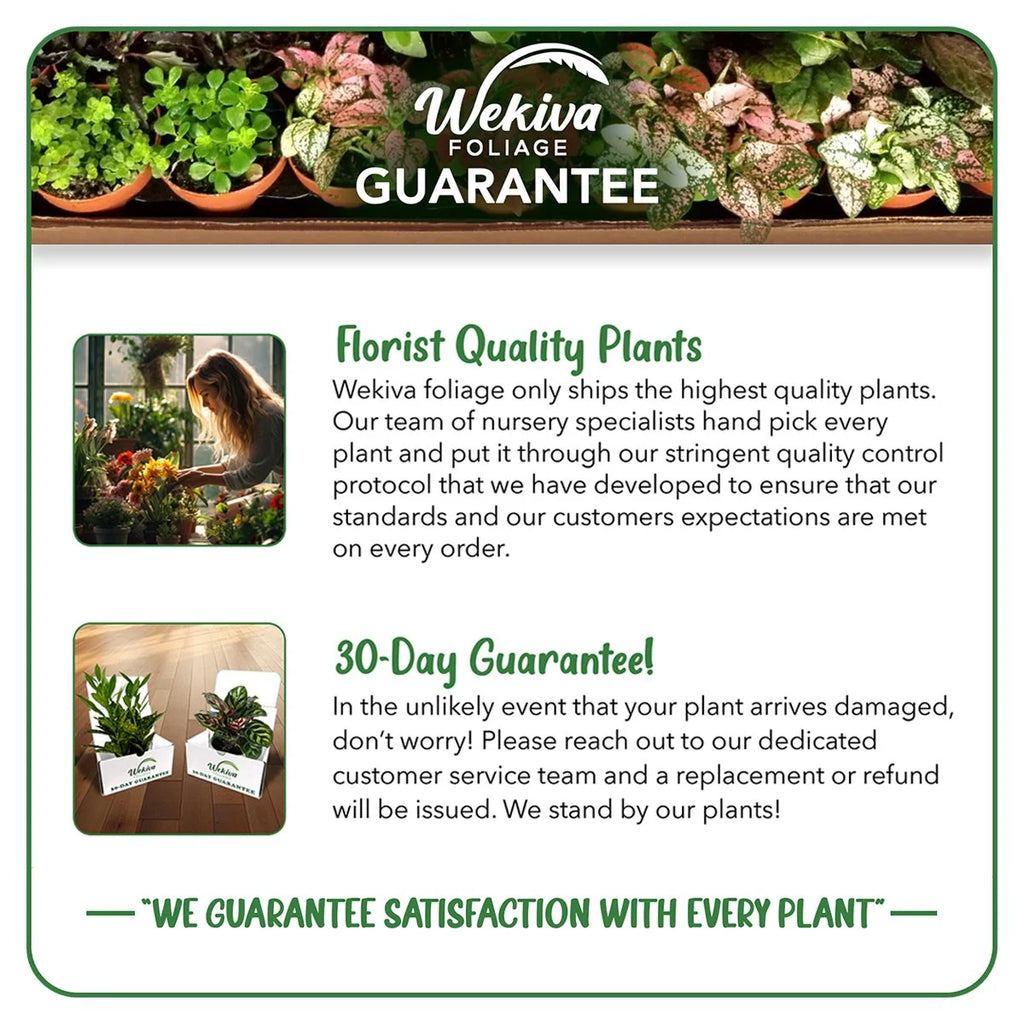 4 Live Starter Plants in 2 Inch Grower's Pot - Ficus Carica - Edible Fruit Tree C412
