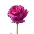 50 Stems Fresh Cut Confetti Roses 50 cm G5486