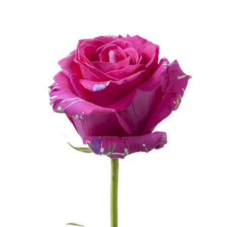 50 Stems Fresh Cut Confetti Roses 50 cm G5486