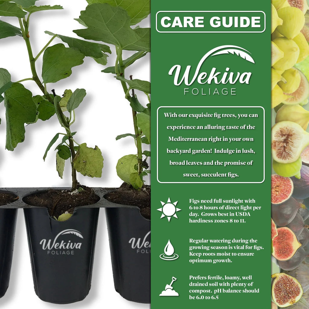 4 Live Starter Plants in 2 Inch Grower's Pot - Ficus Carica - Edible Fruit Tree C412