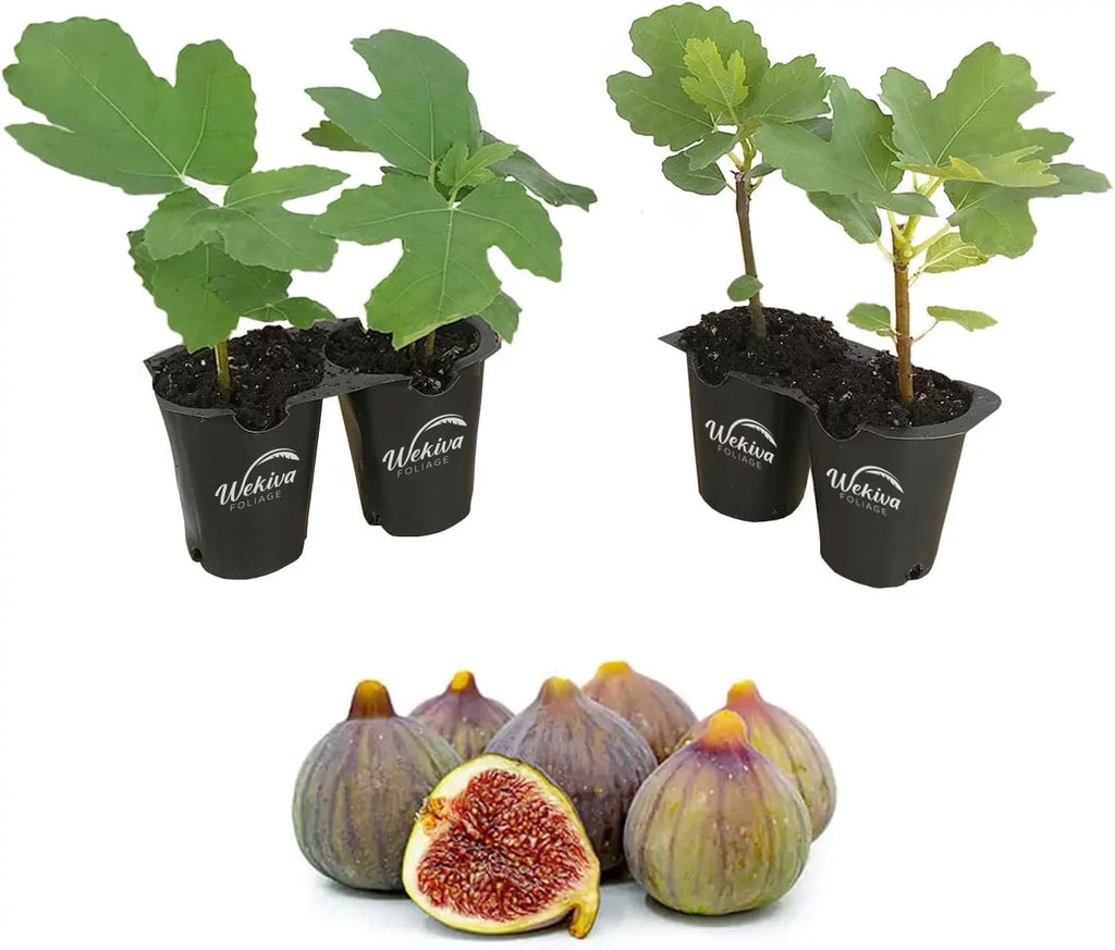 4 Live Starter Plants in 2 Inch Grower's Pot - Ficus Carica - Edible Fruit Tree C412