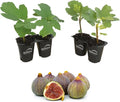 4 Live Starter Plants in 2 Inch Grower's Pot - Ficus Carica - Edible Fruit Tree C412